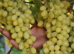 Üzüm İhracatına 4 Ağustos'ta Başlanıyor: Hedef 100 Milyon Dolar