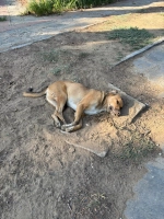 İzmir'in Selçuk ilçesinde 10 köpek ve 5 kedi zehirlenerek öldürüldü